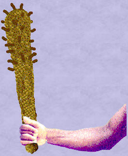 Tarot, suit of Wands.